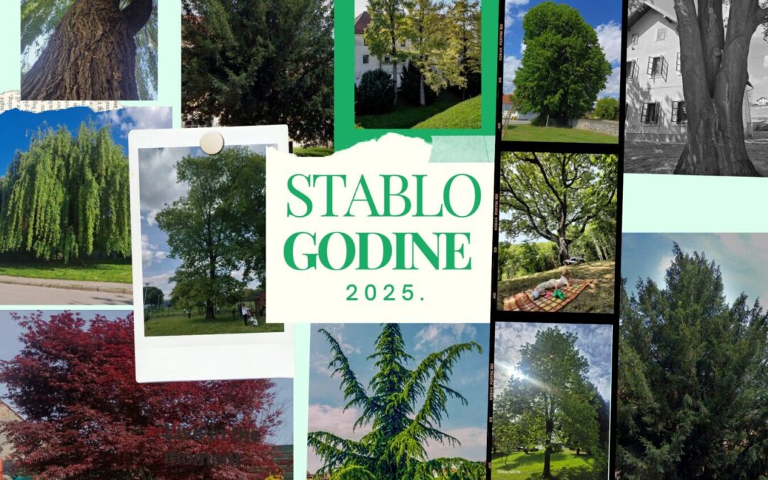 Počinje izbor za Stablo godine 2025. – glasajte za stablo naše škole!
