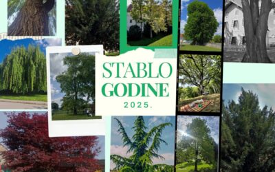 Počinje izbor za Stablo godine 2025. – glasajte za stablo naše škole!
