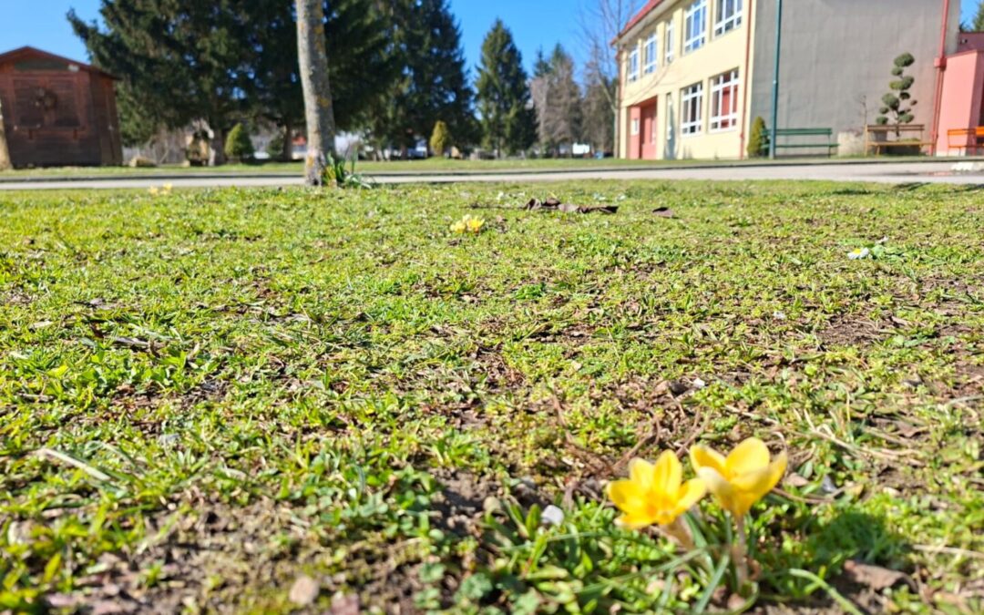 ŠAFRANI – VIJESNICI  NADE I BOLJEGA SVIJETA